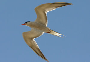 Common Tern