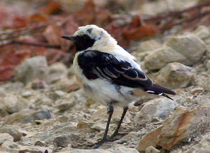 Black-eared Wheatear