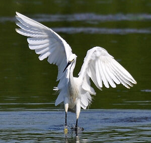 Aigrette garzette
