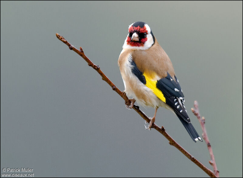 European Goldfinch, Behaviour