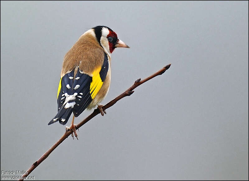 European Goldfinch, aspect, Behaviour