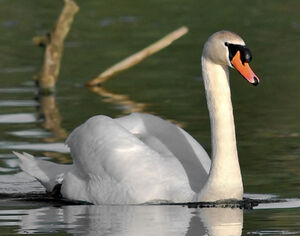 Mute Swan 
&copy; Patrick Muller