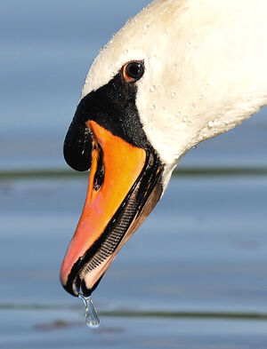 Mute Swan 
&copy; Patrick Muller