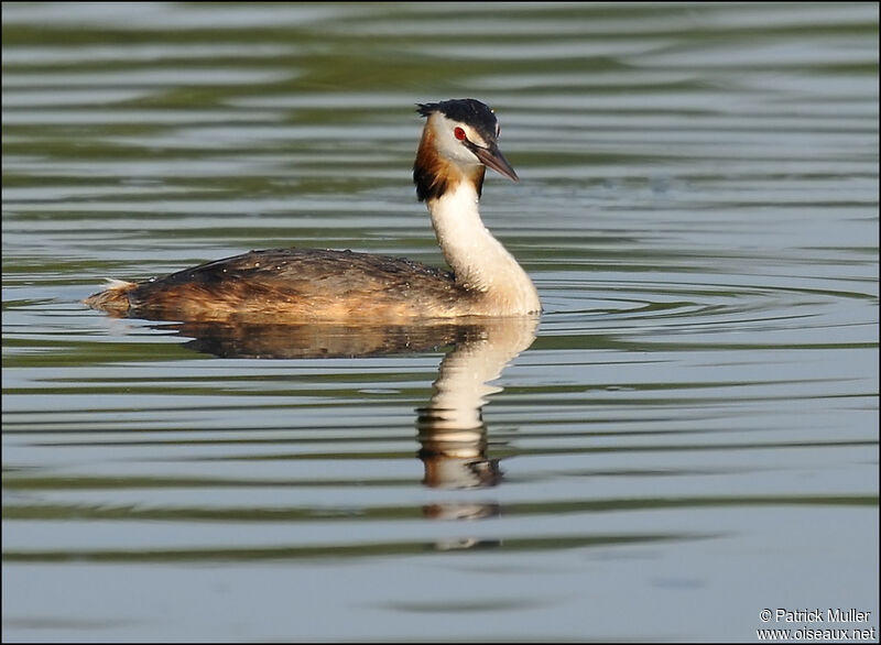Great Crested Grebe, Behaviour