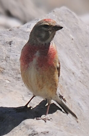 Common Linnet 
&copy; Patrick Muller
