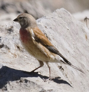 Common Linnet 
&copy; Patrick Muller