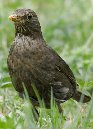 Common Blackbird