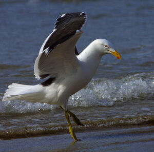 Go�land dominicain