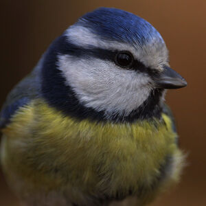 Eurasian Blue Tit