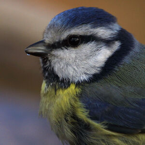 Eurasian Blue Tit