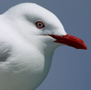 Red-billed Gull