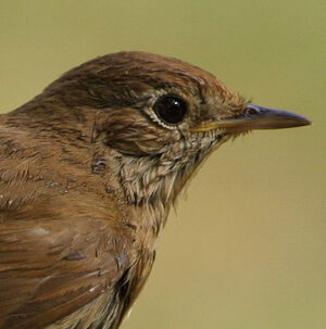 Common Nightingale 
&copy; Paul-Ren� Meffre
