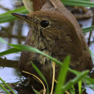 Common Nightingale 
&copy; Paul-Ren� Meffre