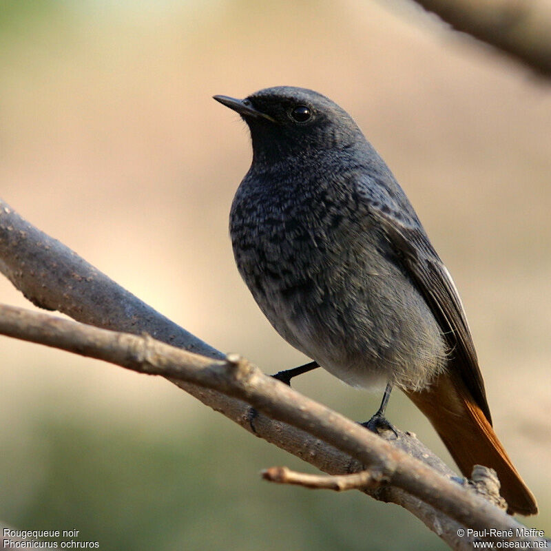 Black Redstart male adult