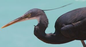 Western Reef Heron