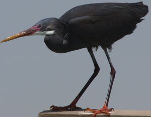 Western Reef Heron