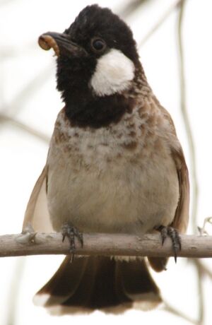 White-eared Bulbul
