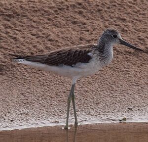 Common Greenshank 
&copy; Paul Guillet