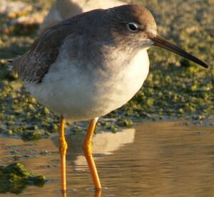 Common Redshank