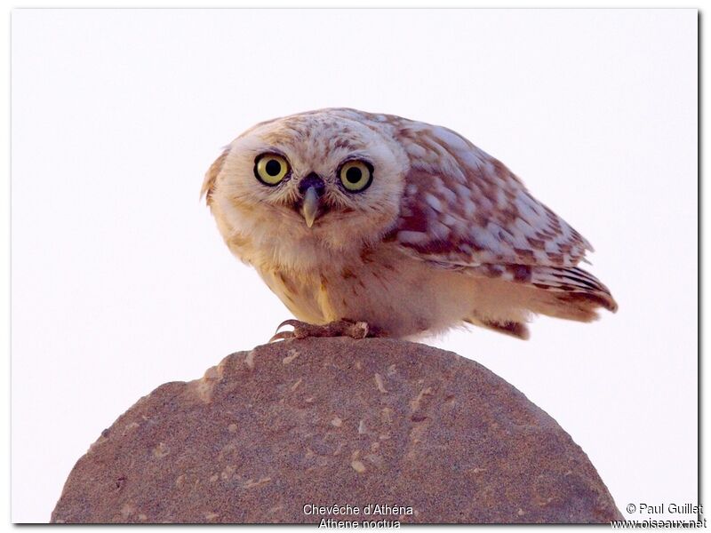 Little Owlimmature