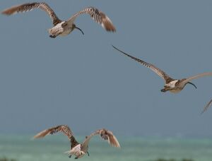 Eurasian Curlew