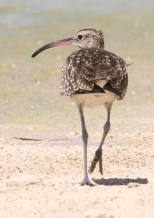 Whimbrel