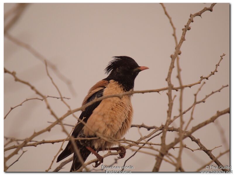 Rosy Starling male adult, identification