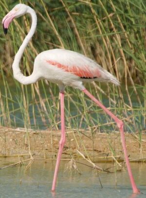 Flamant rose