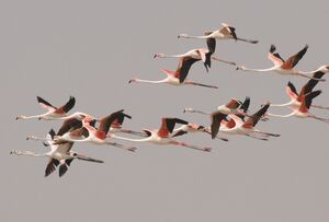 Flamant rose