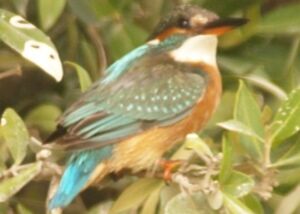Common Kingfisher