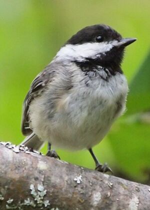 Black-capped Chickadee