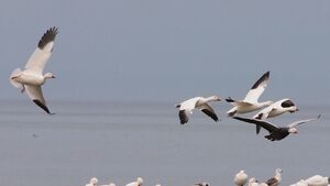 Snow Goose