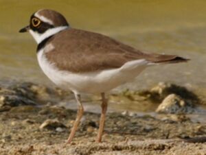 Little Ringed Plover