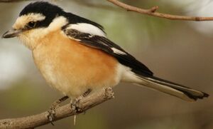 Masked Shrike 
&copy; Paul Guillet