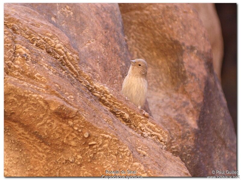 Roselin du Sinaï femelle adulte, identification