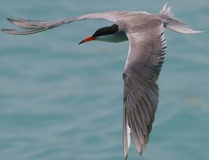 Common Tern