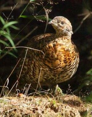 Black Grouse