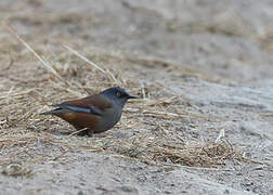 Maroon-backed Accentor