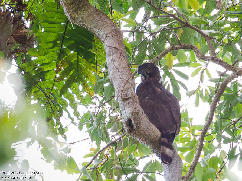 Sulawesi Hawk-Eagleadult, identification