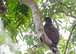 Sulawesi Hawk-Eagle