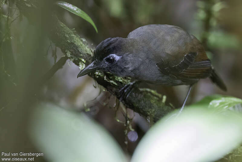 Sooty Antbird male adult, close-up portrait