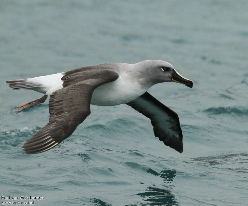 Albatros à tête griseadulte nuptial, identification