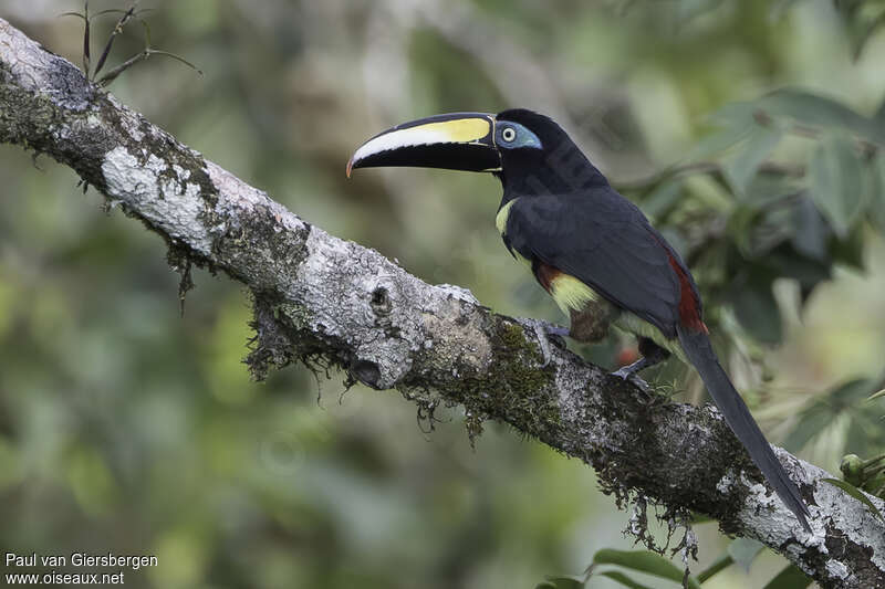 Many-banded Aracari female adult, identification