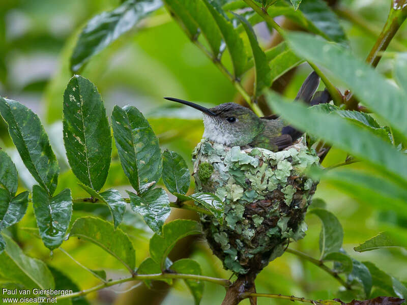 White-bellied Hummingbirdadult, Reproduction-nesting