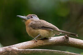 Grey-cheeked Nunlet