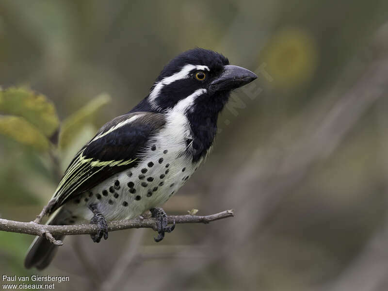 Spot-flanked Barbet male adult, identification