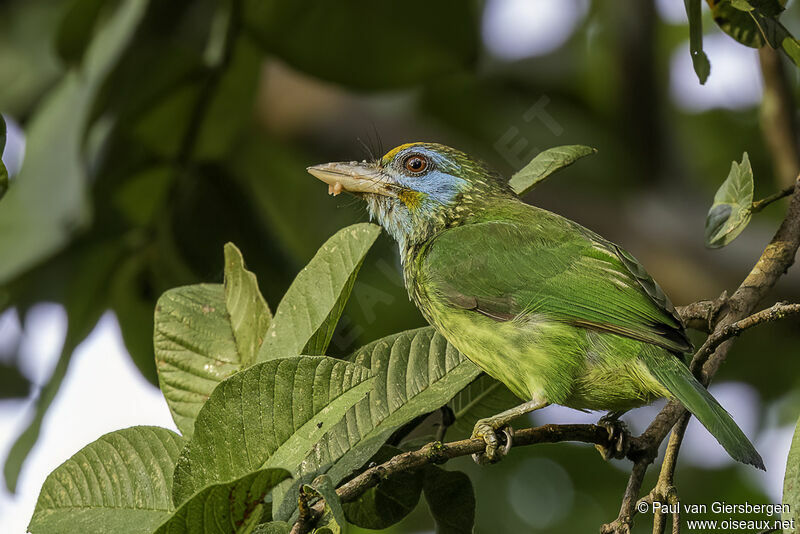 Yellow-fronted Barbetadult