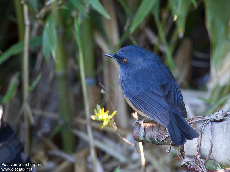Nilgiri Blue Robin male adult, identification