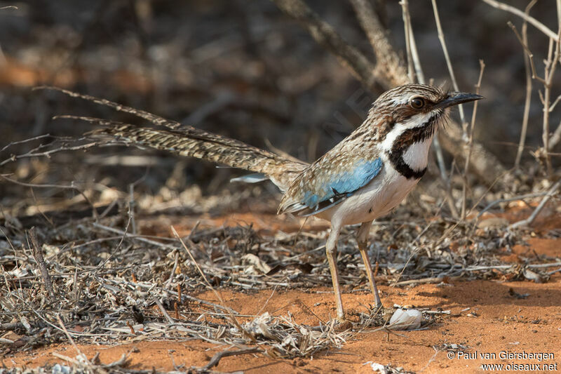 Long-tailed Ground Rolleradult