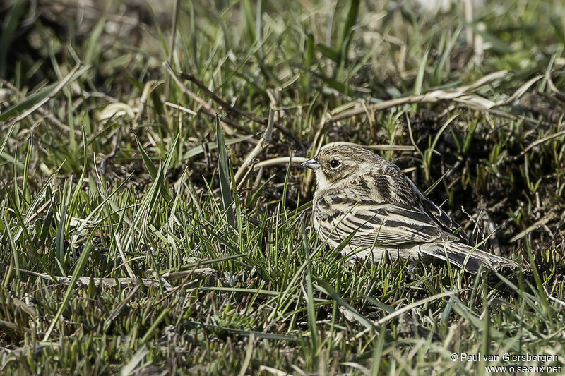 Pallas's Reed Bunting female adult